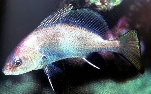 Sciaena umbra_03.jpg